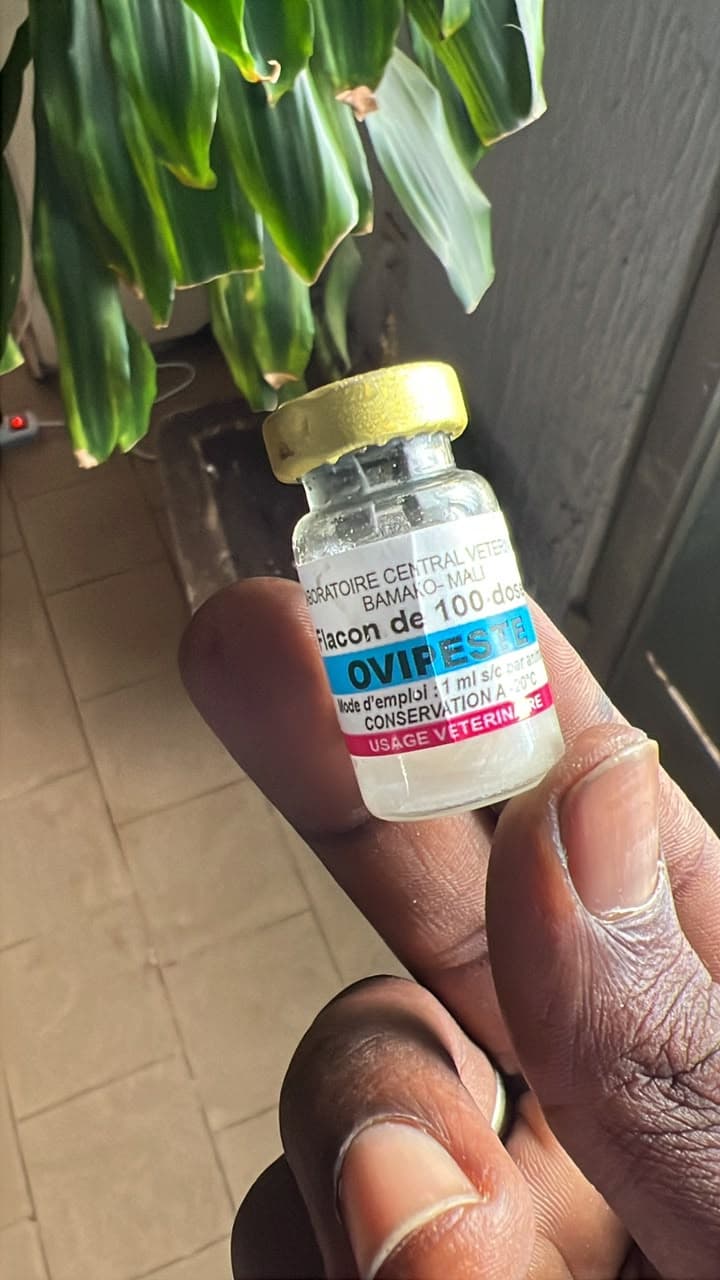 OVIPEST